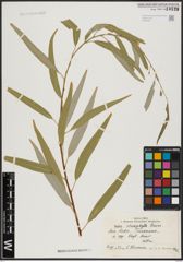 Foto von Salix acmophylla Boiss.